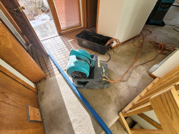Best Basement water damage restoration  in Isle Of Palms, SC