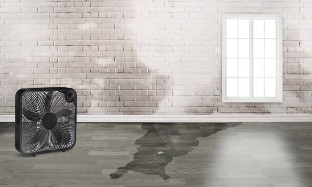 Best Carpet water damage restoration  in Isle Of Palms, SC